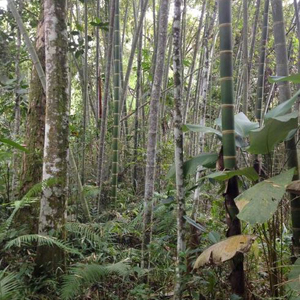 Bamboo vs Trees Scientific Facts