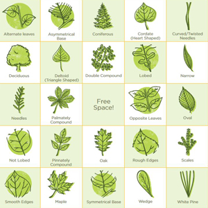 several activities including leaf bingo!
