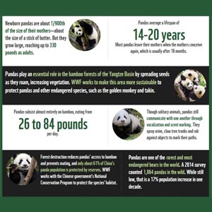 Curious what pandas eat, how big they grow and more? The WWF has lots to share!