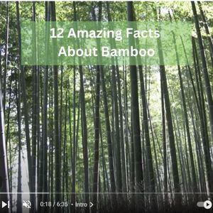 12 Amazing Facts About Bamboo