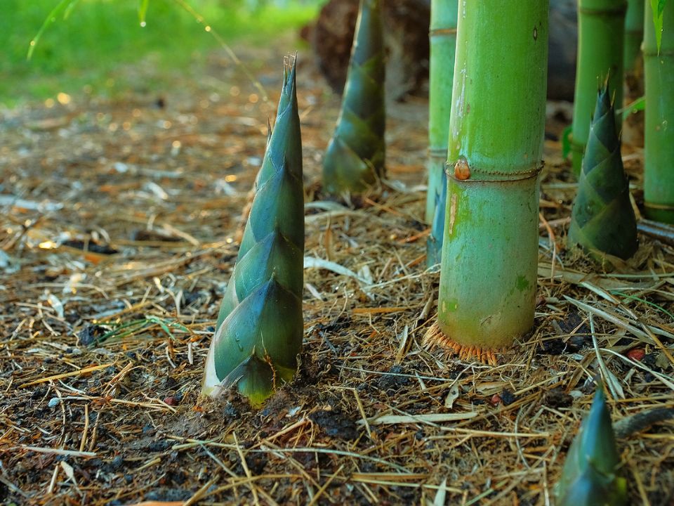 50+Giant Moso Bamboo Seeds Perennial evergreen Grows Edible Bamboo