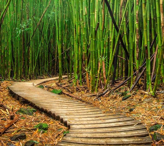 Bamboo forest