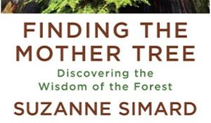 Suzanne Simard Finding the Mother Tree