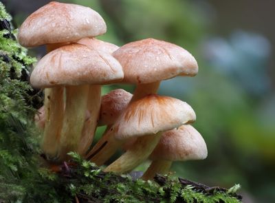 Understanding mycelium networks