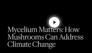 Mycelium matters
