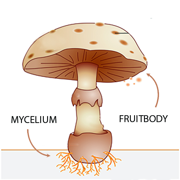 Mycelium and fruitbody 