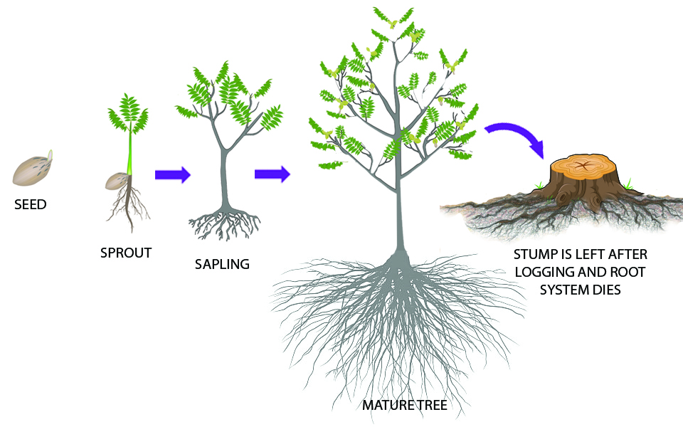 Tree root system