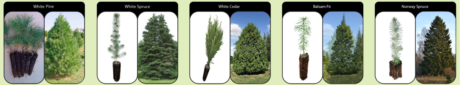 White pine white cedar white spruce balsam fir Norway Spruce seedlings