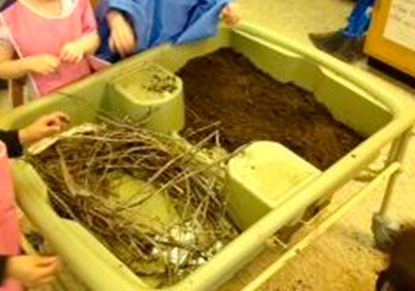 Beaver Dams